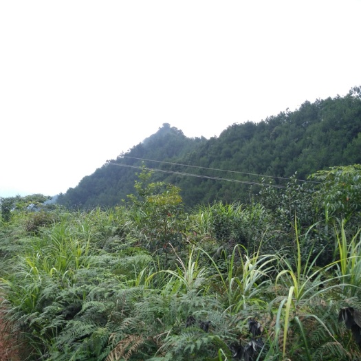 宜宾 土地，山地转租。