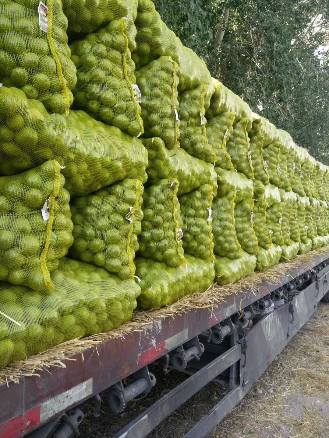  新疆薄青皮核桃