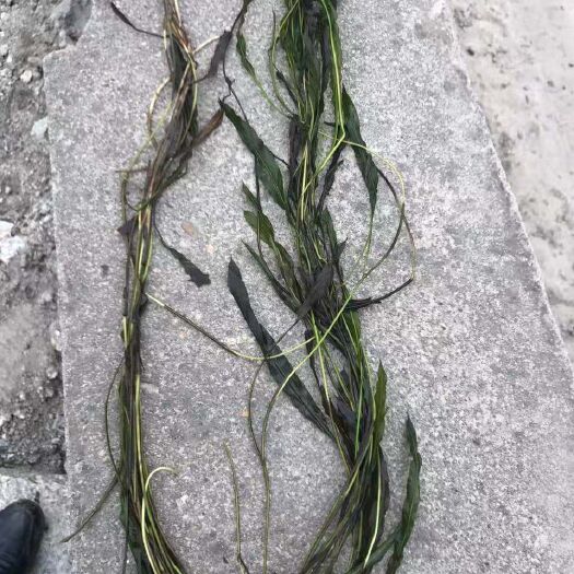 鄂州 马来眼子菜