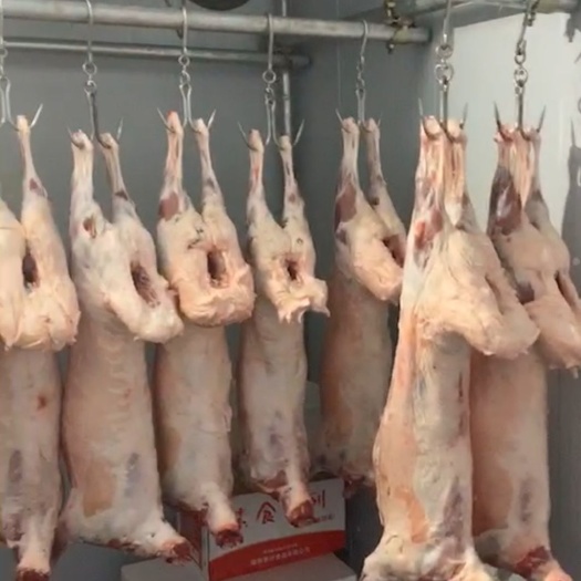 乌鲁木齐绵羊 绿色食品，保质量，品质