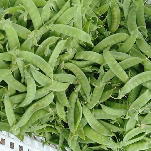 禄丰市 精品荷兰豆！