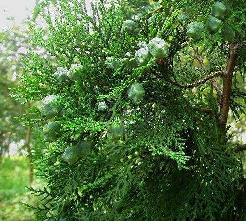 淮南 柏树果
