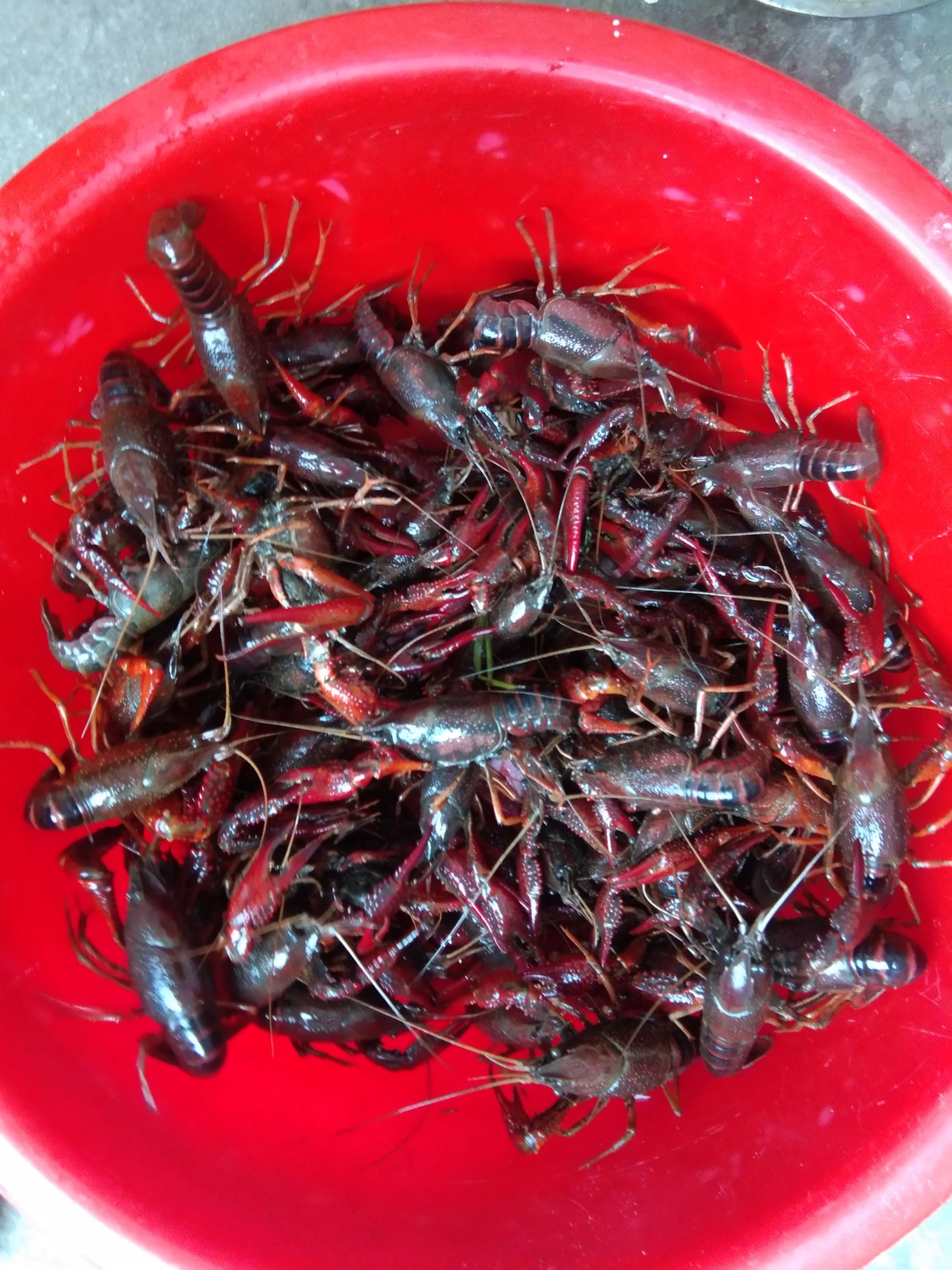 红壳小龙虾 234钱456钱789两虾，规格硬，地板干净。合作社养殖。