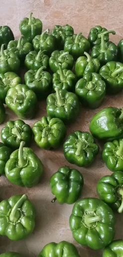 乌前旗 无公害绿色产品彩椒辣椒白菜西兰花芥菜同时上市