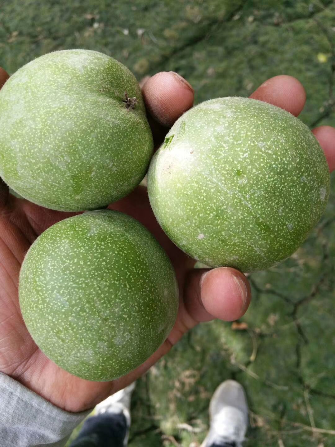  新疆薄青皮核桃