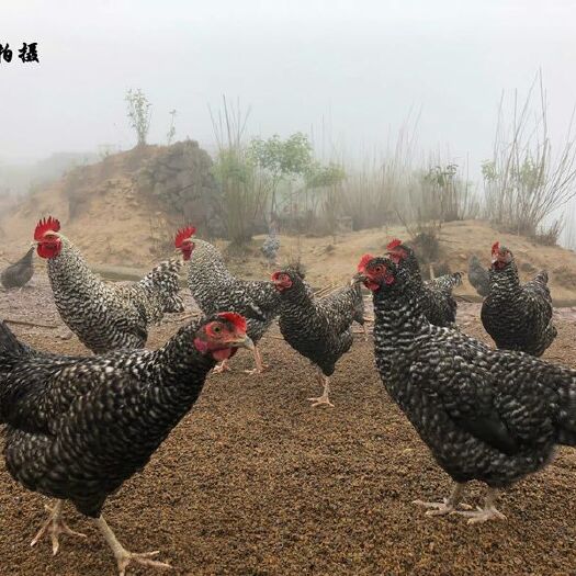 宜春 正宗土鸡散养