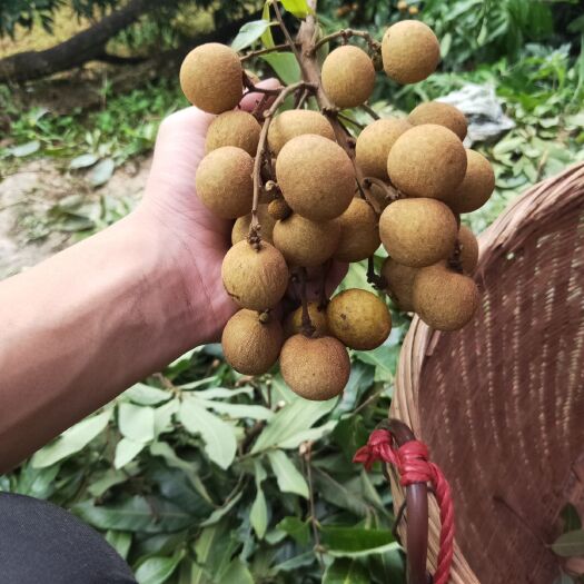 德庆县 龙眼