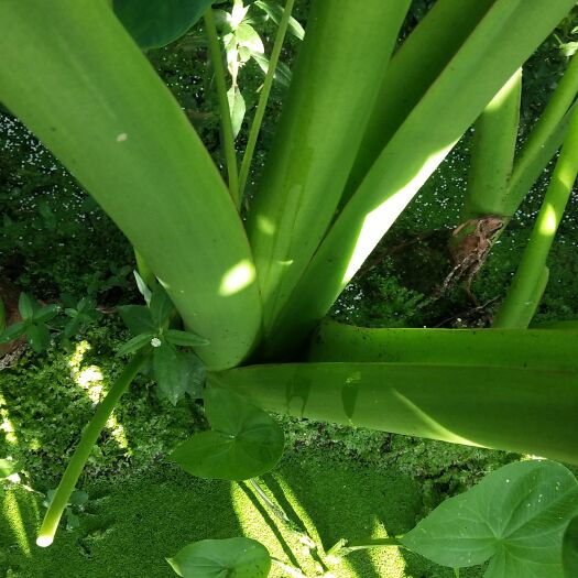 荔浦市香芋 的绿色食品，