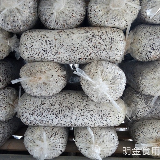 商河县平菇菌种：母种  原种  栽培种