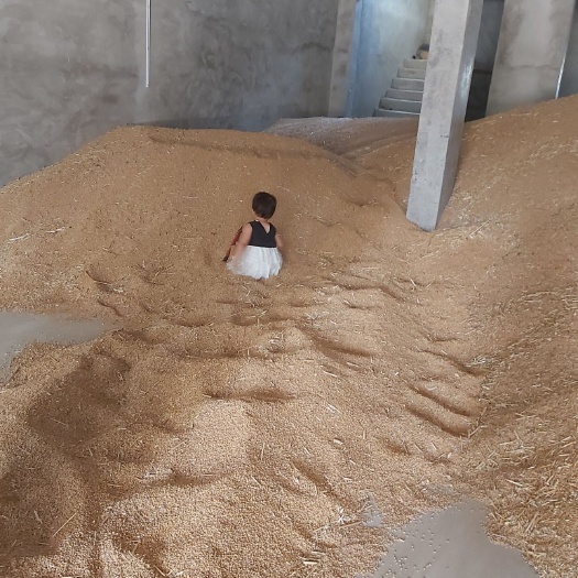永城市 河南永城优质小麦