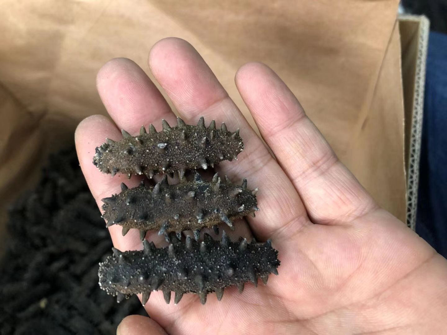 干海参 威海海参，合作运营，平价供应