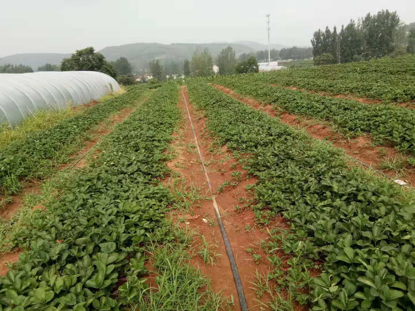 兰陵县脱毒草莓苗 20~30公分 地栽苗