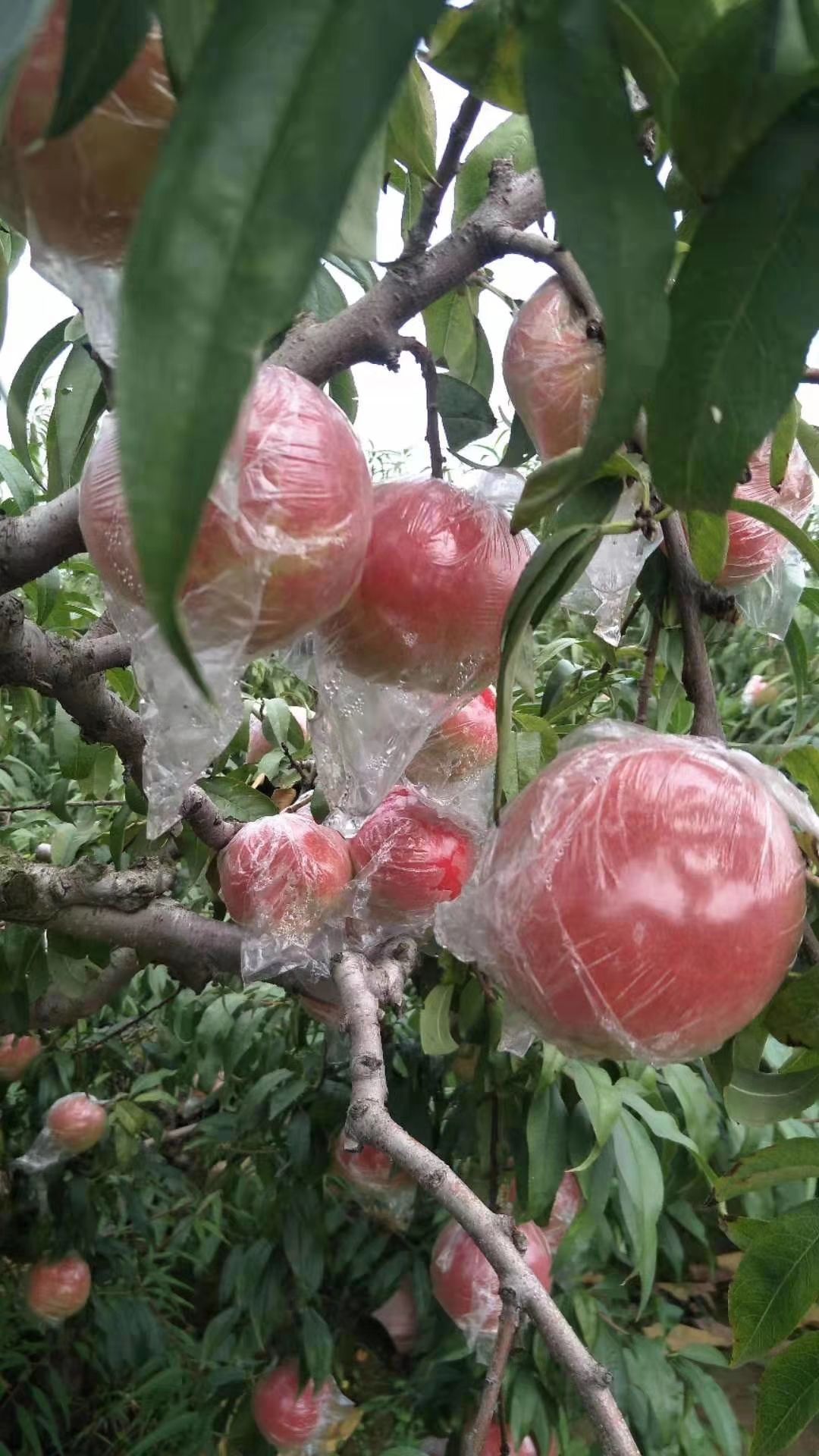 秦王桃  批发商，电商，微商的货源理想地，找我没错。