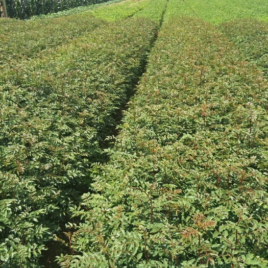 大姚县 花椒苗，大红袍花椒苗
