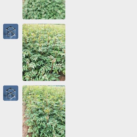 鲁甸县大红袍花椒苗