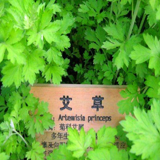 镇巴县 天然艾叶