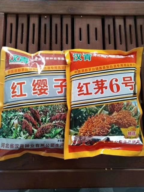 青县红高粱种 汉青糯35高产
