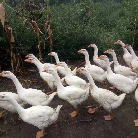 开封肉鹅 欢迎长期合作