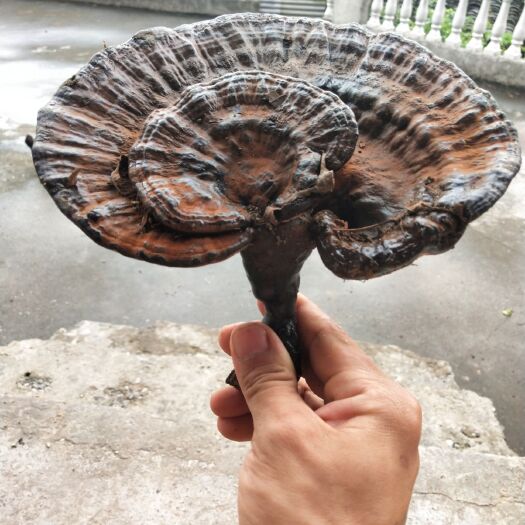 龙山县 这是我老爸这几天在深山老岭所收获的紫灵芝