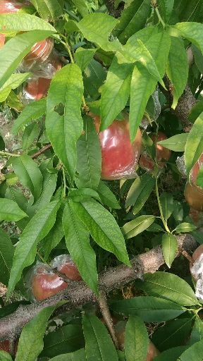 秦王桃  批发商，电商，微商的货源理想地，找我没错。