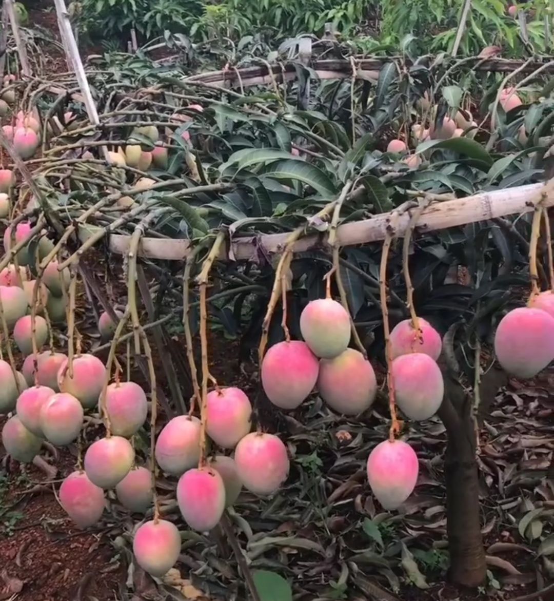 澳芒苗 澳洲芒，红芒苗，四季蜜芒。