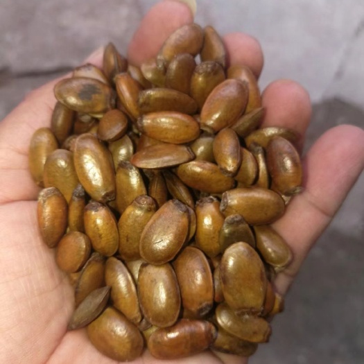 刺果番荔枝种子（红毛榴莲种子）