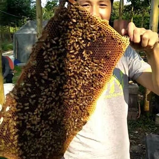 闽侯县 自家采的百花蜜，源于东北深山老林
