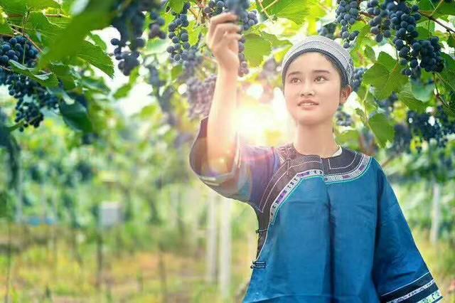 紫云县 刺葡萄，糖分高达20% 酿酒葡萄品种