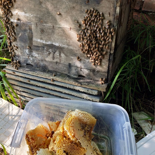 永丰县 正宗天然野生蜂蜜，掺假是小人懂货可以买！