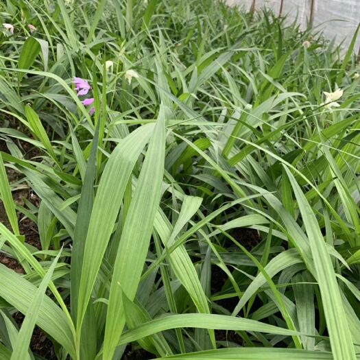 安康紫花白芨苗