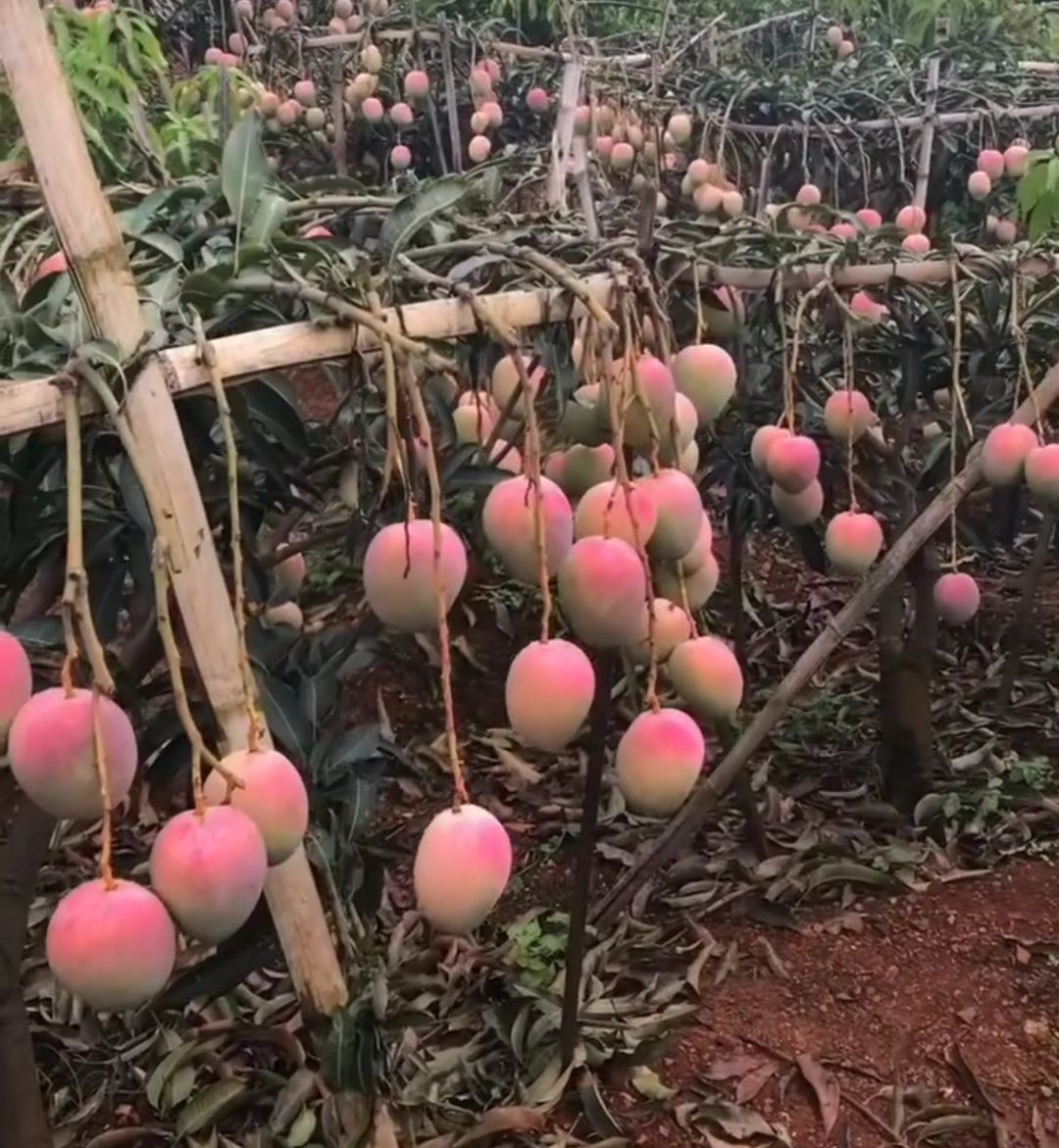 澳芒苗 澳洲芒，红芒苗，四季蜜芒。