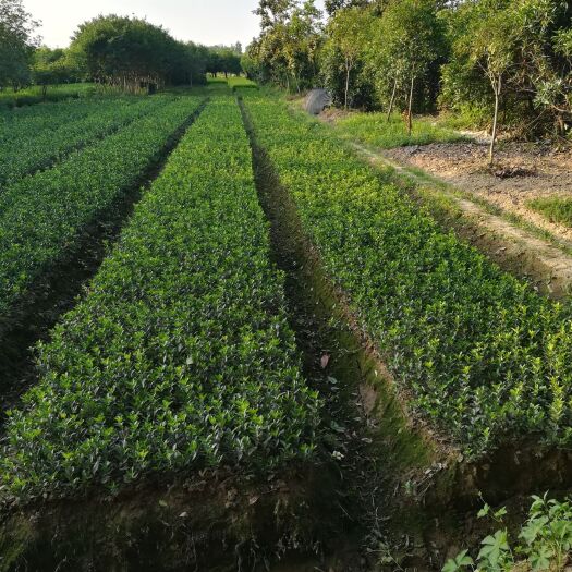 潢川县 本地常年大叶黄杨，金叶女贞，小叶黄杨，扶芳藤，连翘，绣线菊，