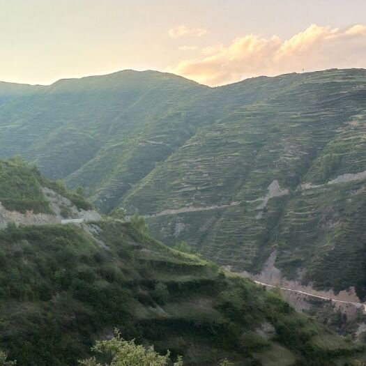 宕昌县 大山沟天然土蜂蜜