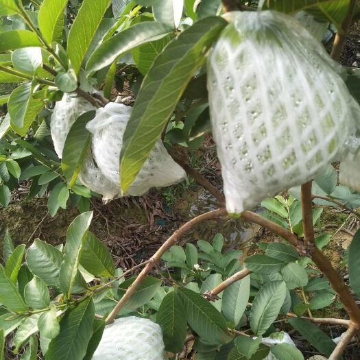 扶绥县西瓜芭乐 250-300克