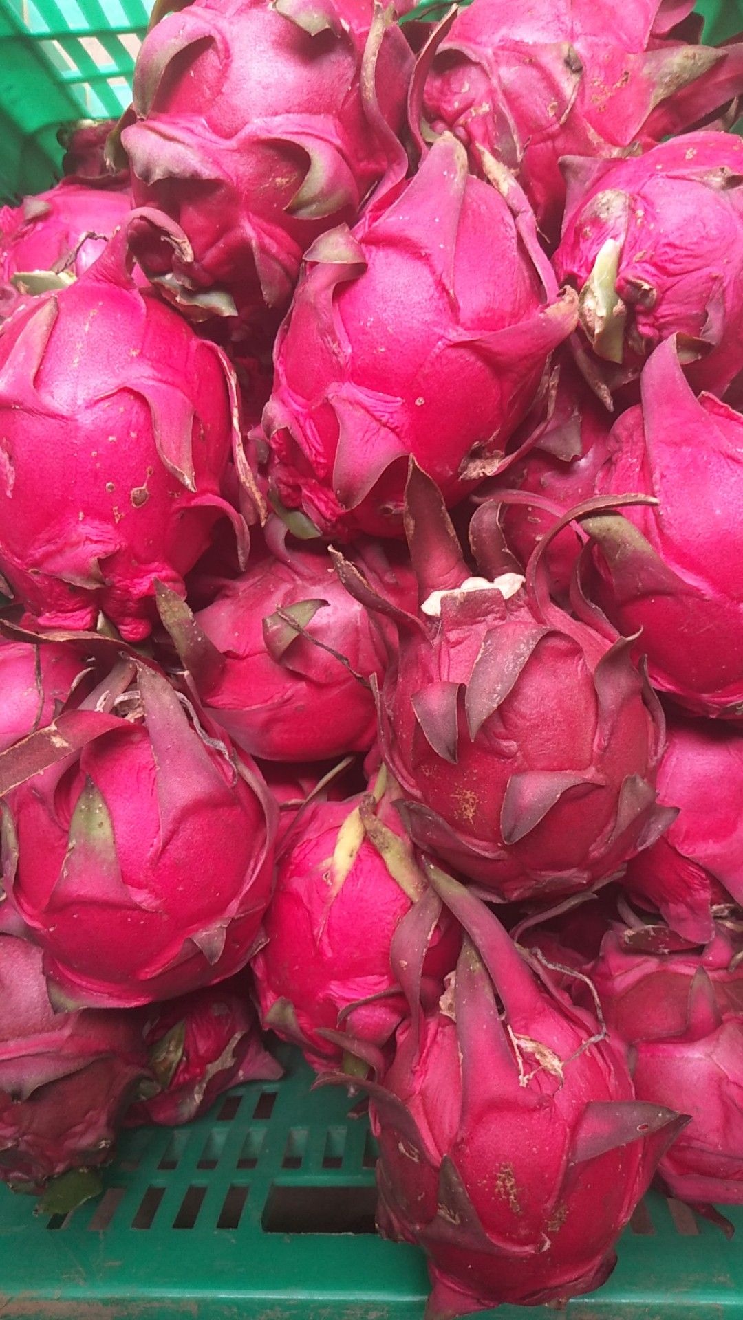 红心火龙果为什么比白心火龙果甜(红心火龙果为什么比白心火龙果要甜)