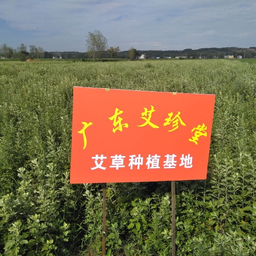 唐河县艾草种子 艾根预订中