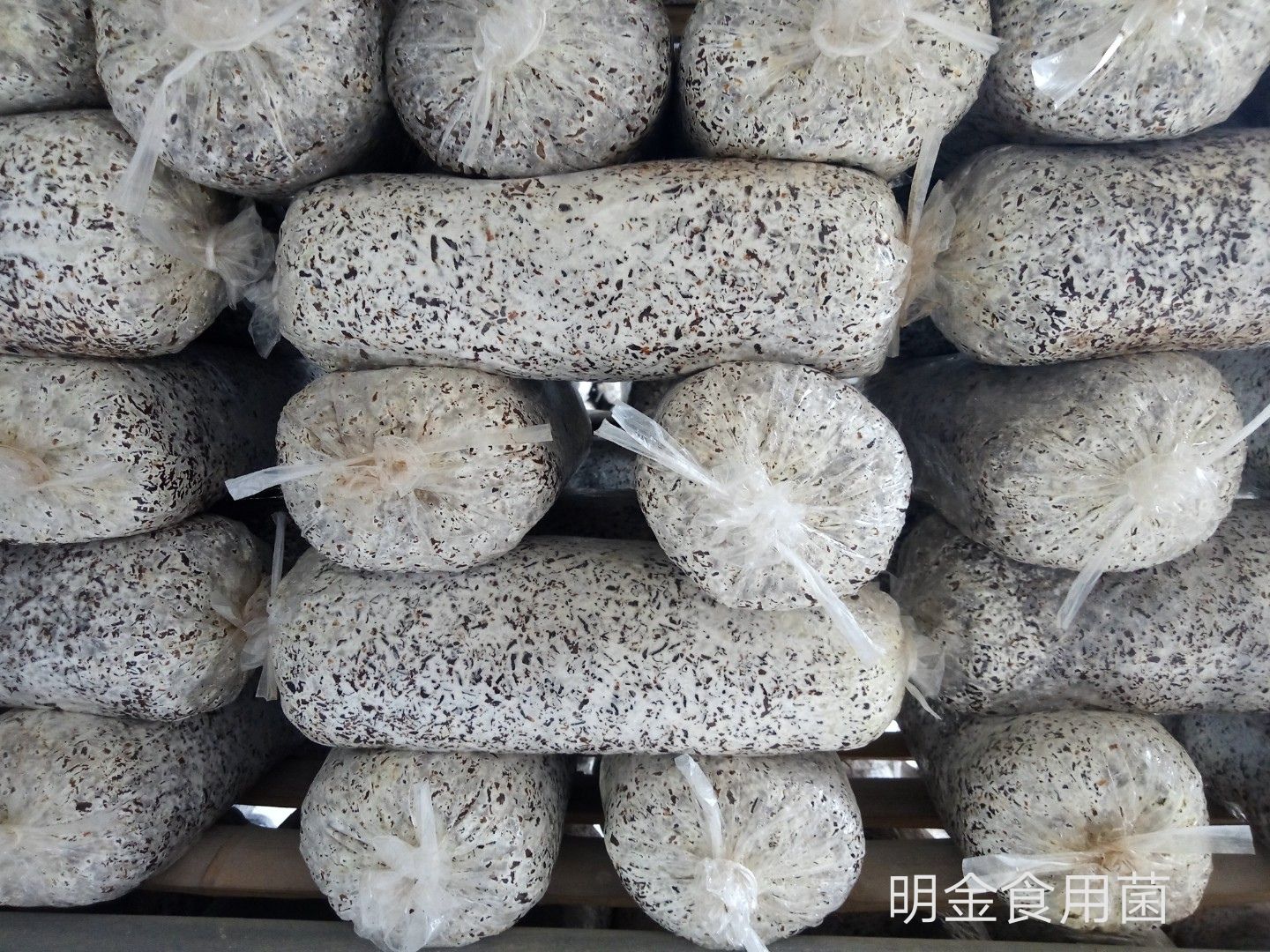 平菇菌种：母种  原种  栽培种