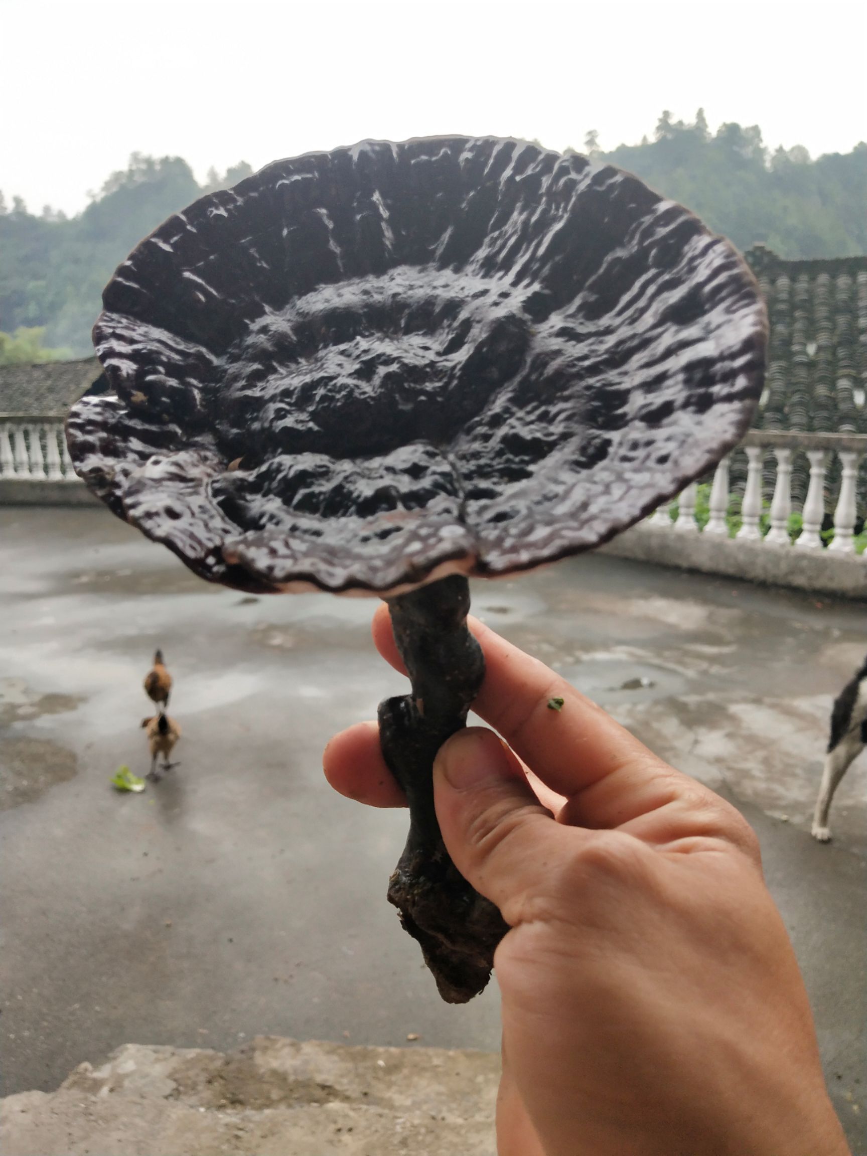  这是我老爸这几天在深山老岭所收获的紫灵芝