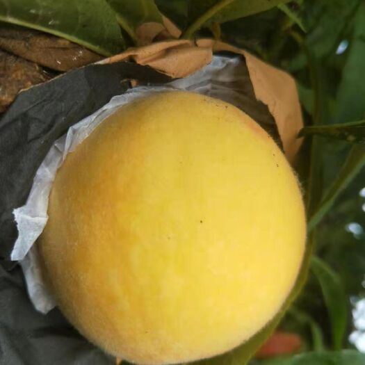 沛县 优质锦绣黄桃大量上市