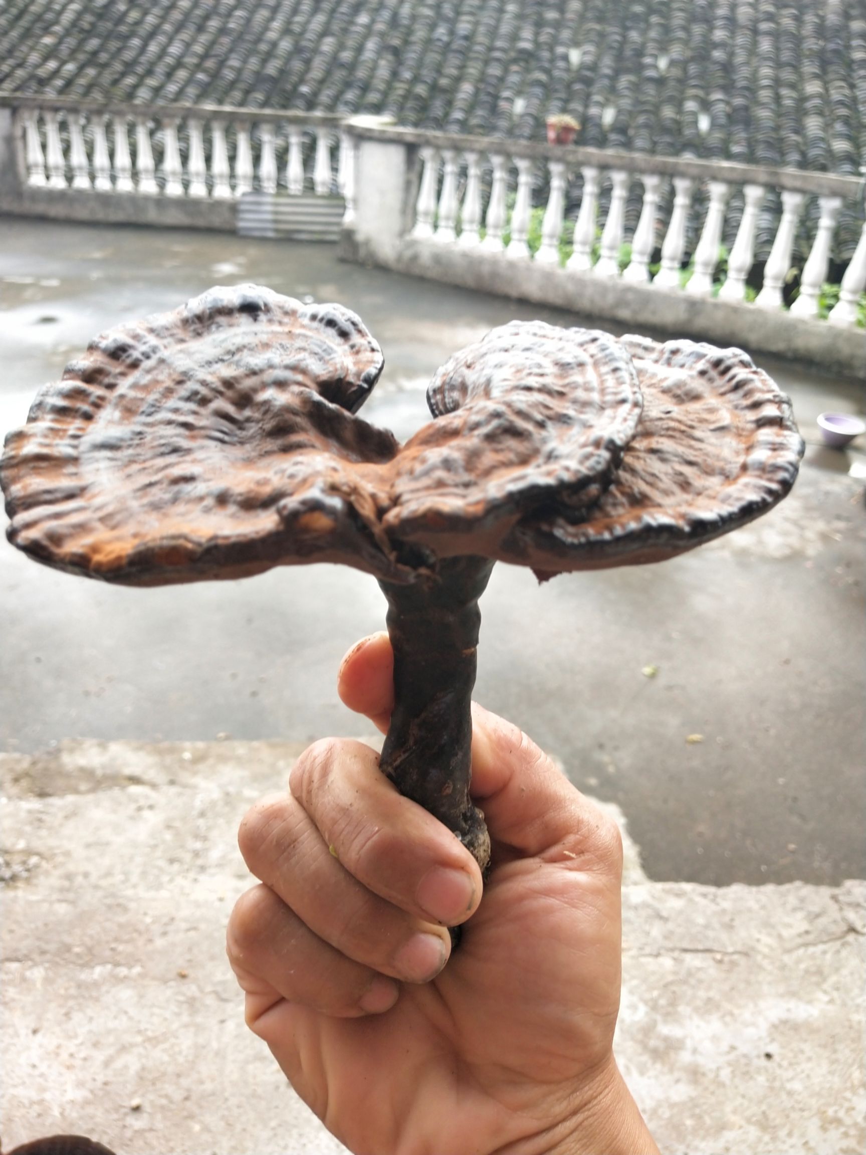  这是我老爸这几天在深山老岭所收获的紫灵芝