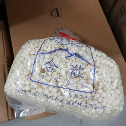 常州白金针菇 各种茹类批发