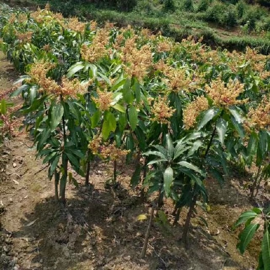 灵山县金煌芒果苗  金煌   桂七  台农  红贵妃   澳芒   越南大青芒