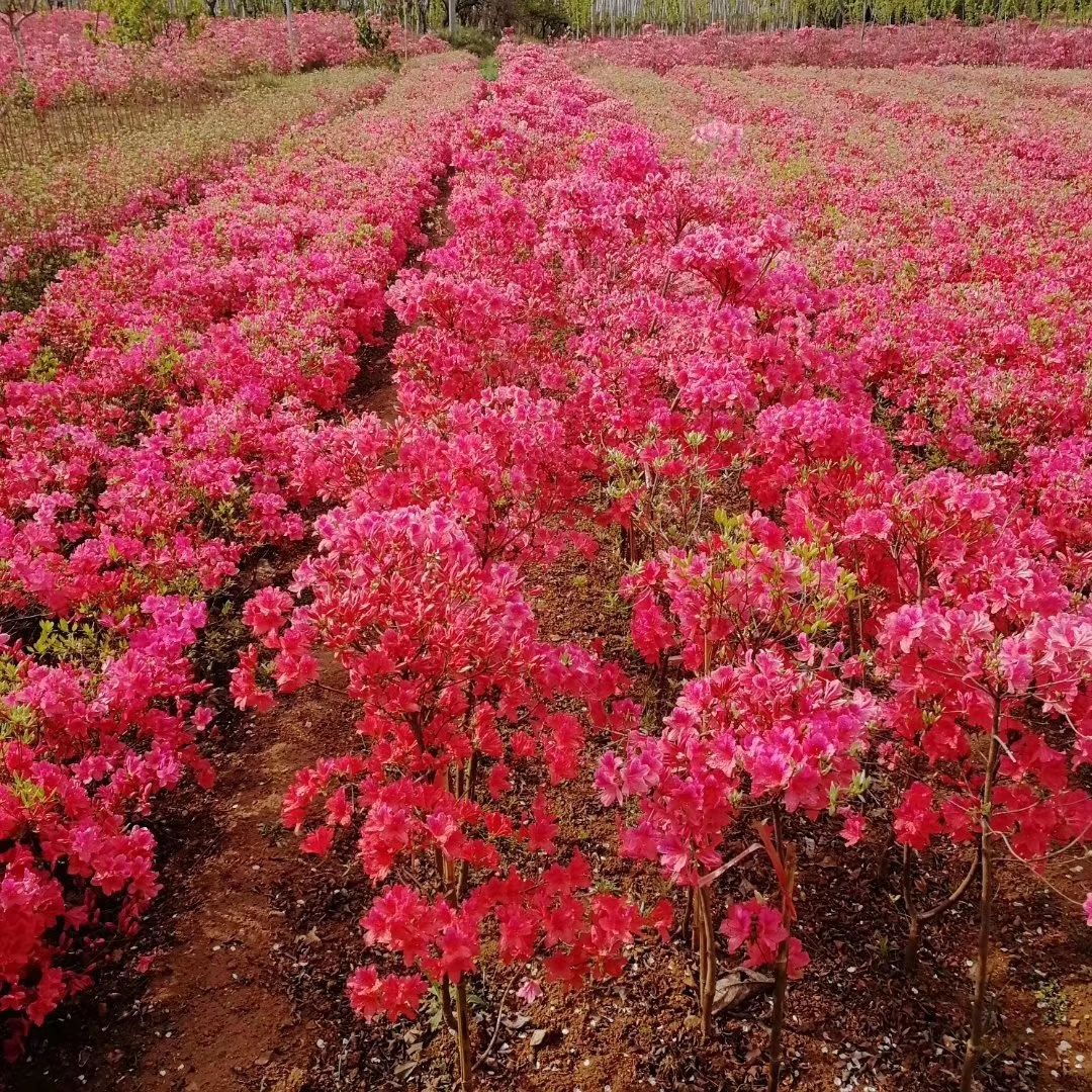  映山紅專業(yè)培育，批發(fā)映山紅