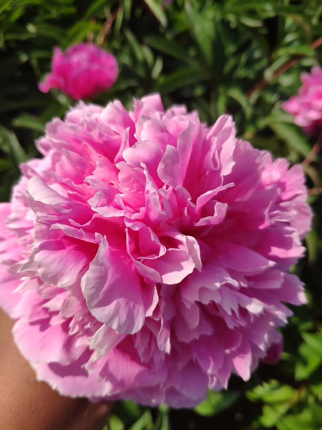 多花芍药  基地直供观赏芍药，保证品种，成活率高，品质好