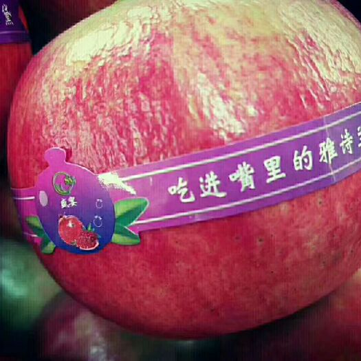 西昌市 自产自销    突尼斯软籽石榴