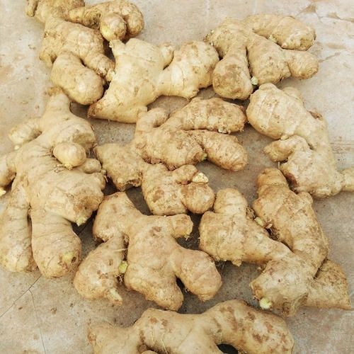 北流市 农家专业食用老姜粉