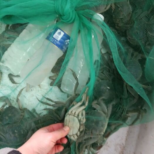  大闸蟹批发