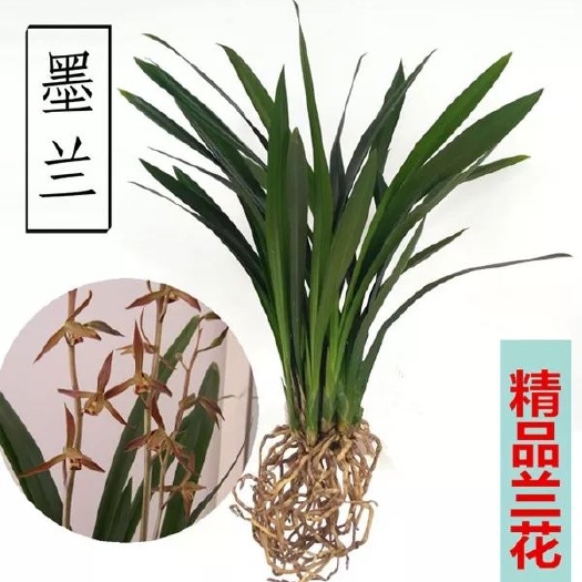 佛山小神童兰花 裸根不带土