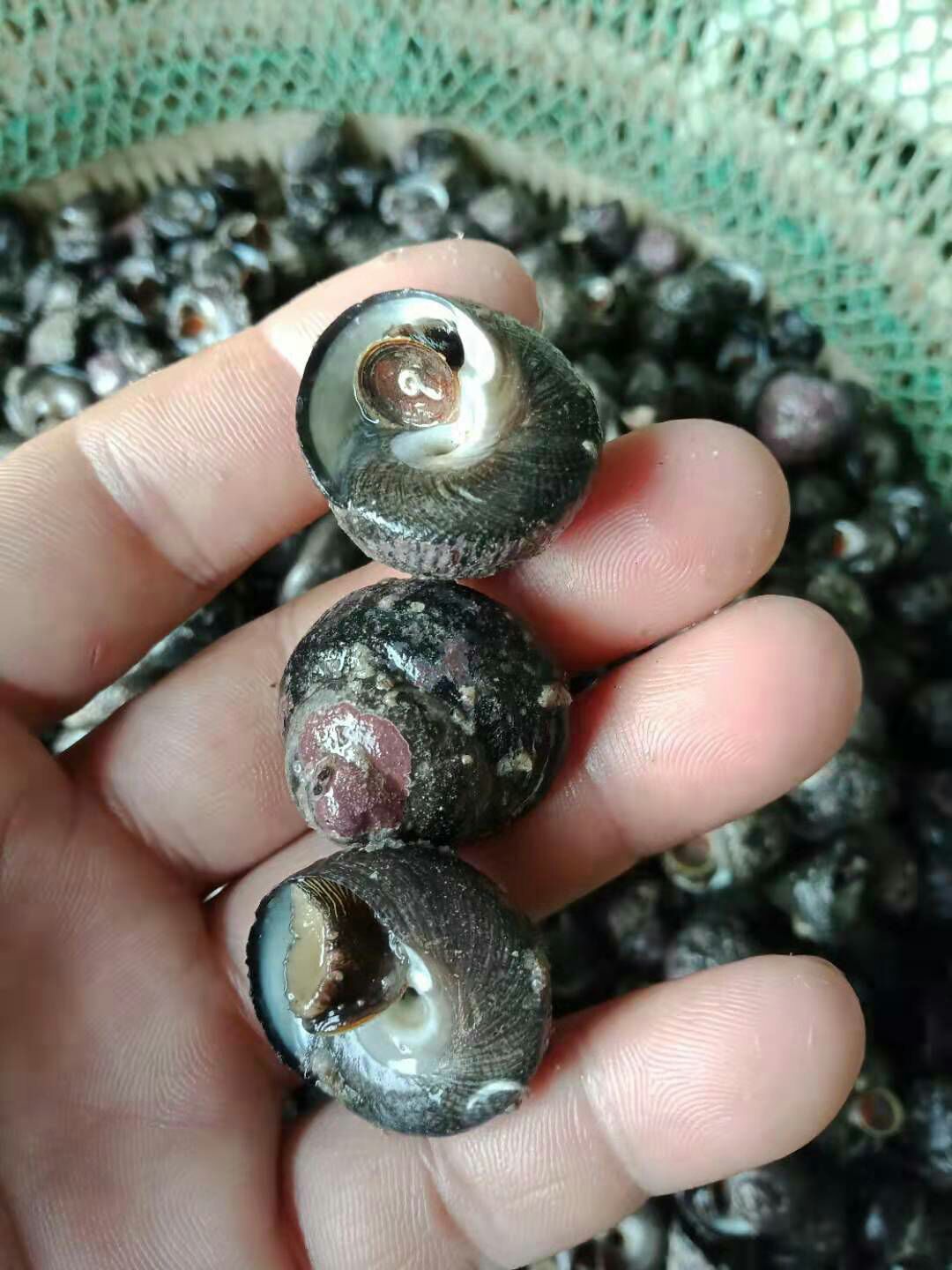 涡螺 潮水流量螺，便靓正
