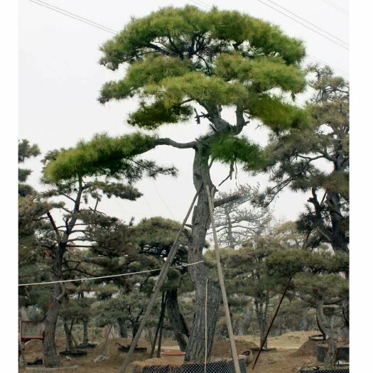 泰安 山东造型松基地直供造型黑松 油松各种绿化工程用造型松